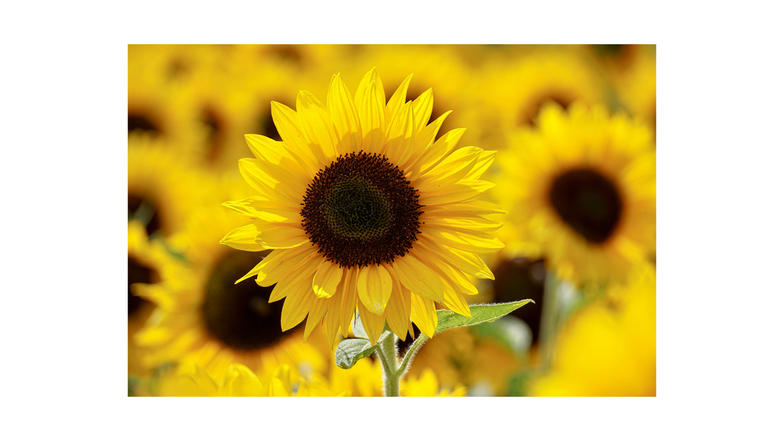 The Power of Medicinal Flowers in Skincare  (And Why They’re at the Heart of J.Essentials Formulas)